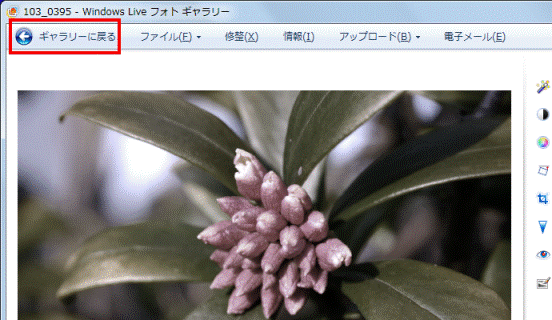 ギャラリーに戻る