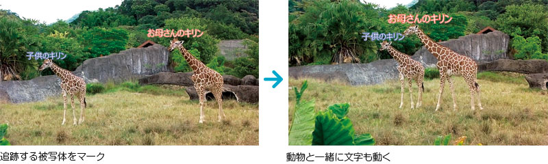 追跡する被写体をマーク → 動物と一緒に文字も動く