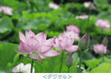 fW^EnCrWEer`[i[̔rʐ^